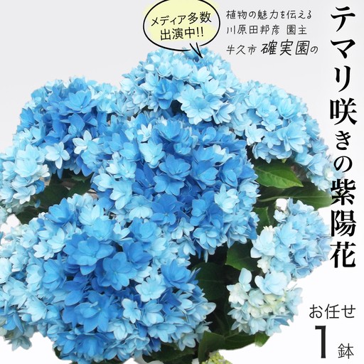≪先行予約≫ アジサイ テマリ咲き【 おまかせ 1点 】 【2027年4月上旬頃より発送開始】