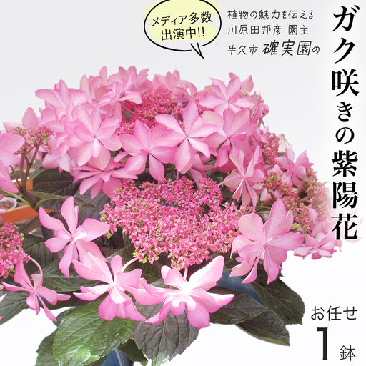 ≪先行予約≫ アジサイ ガク咲き [ おまかせ 1点 ] [2027年4月上旬頃より発送開始]