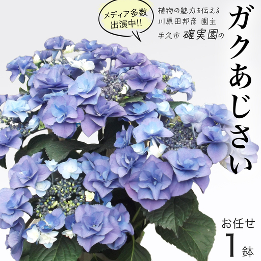 ≪先行予約≫ ガク アジサイ [ おまかせ 1点 ][2027年4月上旬頃より発送開始]