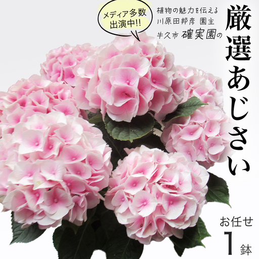 ≪先行予約≫ アジサイ [ おまかせ 1点 ] [2027年4月上旬頃より発送開始]