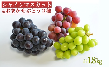 [2026年発送 先行受付]シャインマスカットとおまかせ2種詰合せ約1.8kg(3種×各1〜2房)_H133(R8)