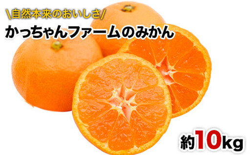 ご家庭用『かっちゃんファーム』のご家庭用みかん★ 約10kg[2S-Lサイズ(大小サイズ混合)] 自然本来のおいしさ![11月上旬-12月末頃出荷]
