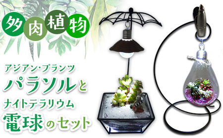 多肉植物 アジアン・プランツパラソルとナイトテラリウム電球のセット インテリア 照明 ライト ※2025年7月中旬頃より順次発送予定 ※離島への配送不可