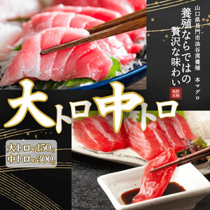 (1275)油谷産養殖本マグロ 大トロ 中トロ 柵セット