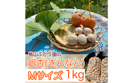 【早期予約】『ぎんなん(殻付き)』Mサイズ　約1kg　※北海道・沖縄・離島への配送不可 ※2026年11月～発送