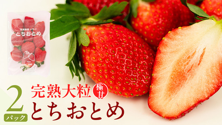 《 2027年 収穫分 》 完熟 とちおとめ 260g×2パック KEK 国産 いちご イチゴ 苺 くだもの 果物 フルーツ 冬 春 旬 [BC025sa]