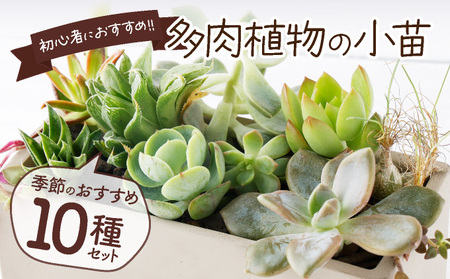 [初心者におすすめ]多肉植物の小苗10本(10種類)セット