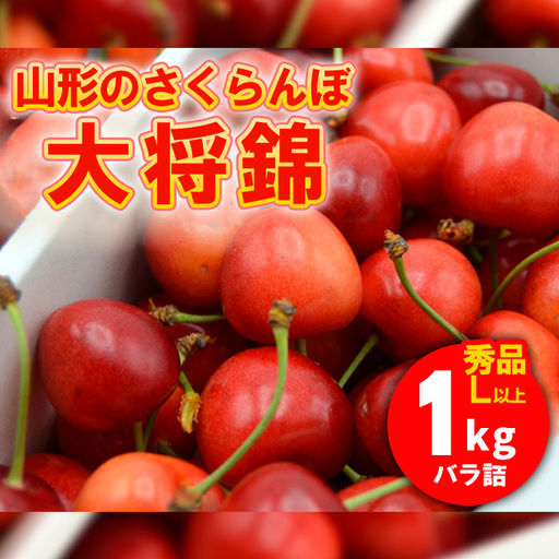 山形のさくらんぼ 大将錦 1kg Lサイズ以上 バラ詰 【令和9年産先行予約】FS26-639