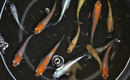 選べる3コース(24匹または30匹)改良メダカ 生き物 めだか 死着保証 (3)ミックス30匹セット8種類以上