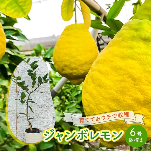 鉢植え 苗木 ジャンボレモン 6号 鉢植え レモンの木