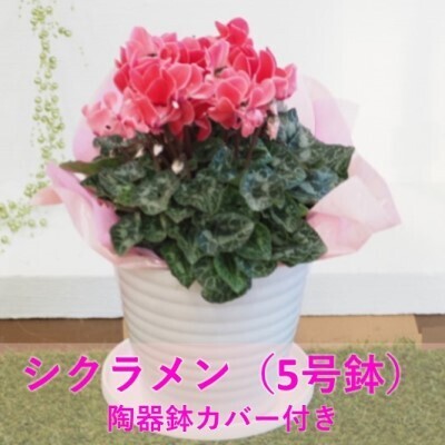 シクラメン 花色(赤・ピンク系)陶器鉢 カバー付き
