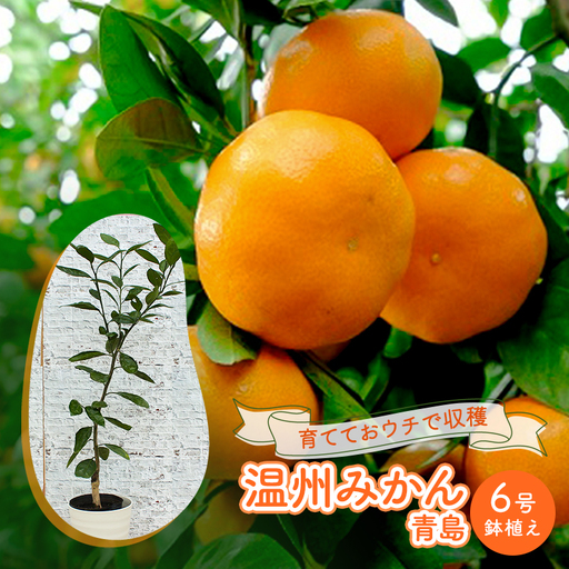 鉢植え 苗木 温州みかん 6号 青島 鉢植え 大玉で甘～い