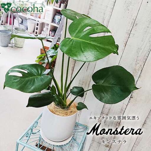 [お中元対象]モンステラ 糸島市 / cocoha [AWB018] 観葉植物 グリーン インテリア 室内