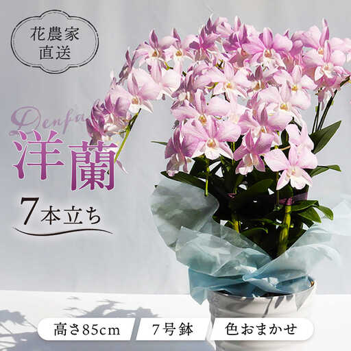 【お中元対象】【10セット 限定 】 デンファレ （ 洋蘭 ） 7本 立ち 《糸島》【和饗エコファーム株式会社】 蘭 洋蘭 デンファレ 花 インテリア お祝い 贈り物 [AVI002]