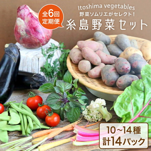 【全6回定期便】旬を味わう 糸島 野菜 セット 10?14種 （14パック） / イタリア野菜 オーガニック 野菜ソムリエ 松永 糸島市 / vegeLabo [AJB002]