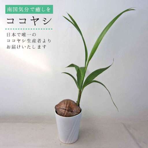 ココヤシ 観葉植物 [糸島][はざま園芸]