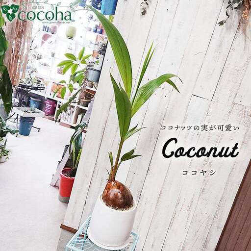 [お中元対象]ココヤシ 糸島市 / cocoha [AWB012] 観葉植物 グリーン インテリア