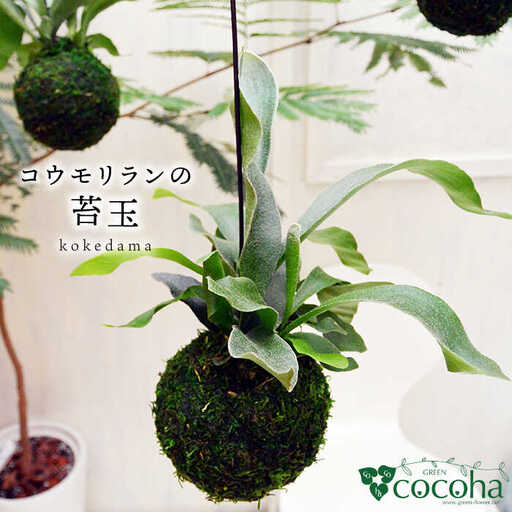 【お中元対象】吊るして オシャレ 『 コウモリラン 苔玉 』 糸島市 / cocoha 観葉植物 室内 [AWB004]