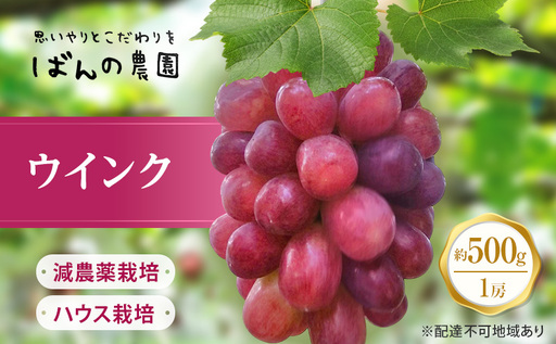 ぶどう 2026年 先行予約 ぶどう ウインク 1房 約500g  減農薬／ハウス栽培 ブドウ 葡萄  岡山県産 国産 フルーツ 果物 ギフト ばんの農園 種なし 