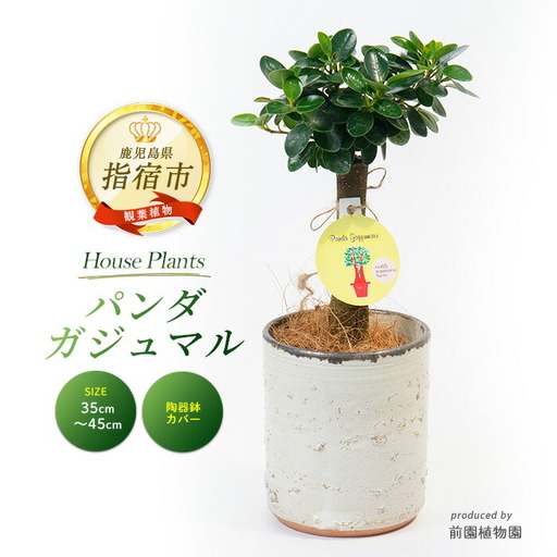 [観葉植物]前園植物園 と 指宿 の 陶芸家 コラボ パンダガジュマル 35cm〜45cm 陶器鉢 カバー入り 前園植物園 IB002-008 観葉植物 観葉植物 ※北海道・沖縄・離島配送不可