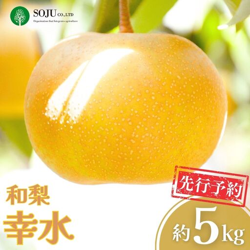 【2026年先行予約】 幸水 約5kg 和梨 新潟県 三条果樹専門家集団