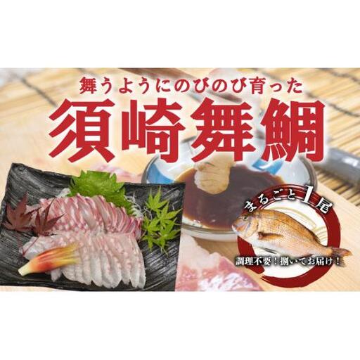 【 鯛 】 真鯛 まるごと 1尾 400 ～ 500g