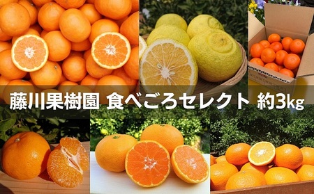 フジカワ果樹園スタッフの目利きセレクト！彩り中晩柑　約3kg 果物類 みかん 柑橘類 フルーツ