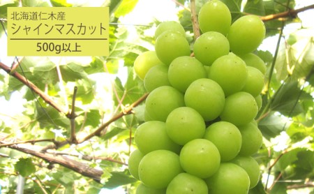 シャインマスカットぶどう厳選品松山商店 北海道産 シャインマスカット【1房500g以上】