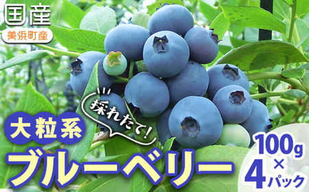 [2027年先行予約]採れたて!大粒 生ブルーベリー 400g (100g×4) ※2027年5月上旬〜7月下旬頃に順次発送