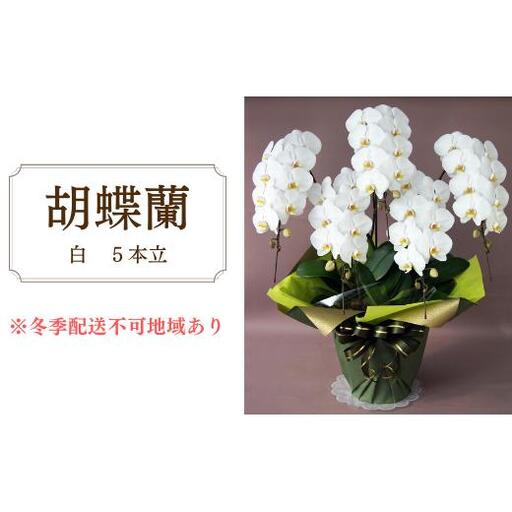 胡蝶蘭　白　5本立
