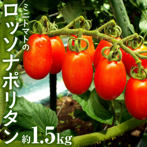 スナックみたいにパクパク食べられるミニトマト「ロッソナポリタン」　1.5kg