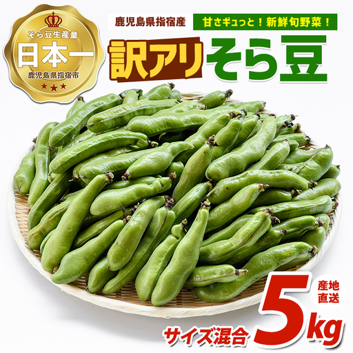 2027年3月上旬以降発送 ご家庭用そら豆約5kg IB092-005