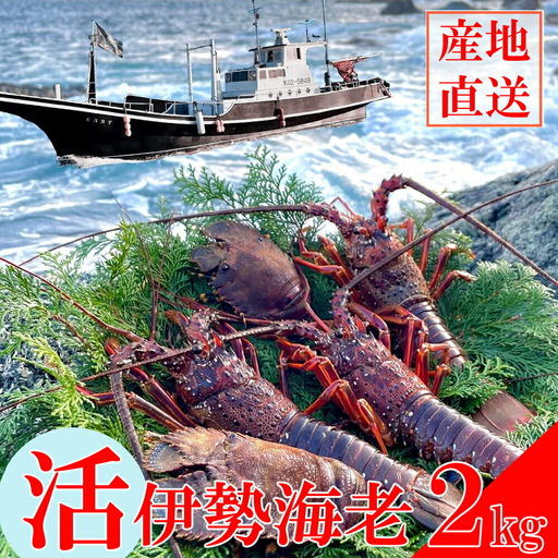 【先行予約】 天然伊勢海老2kg　　【 伊勢海老 いせえび 】