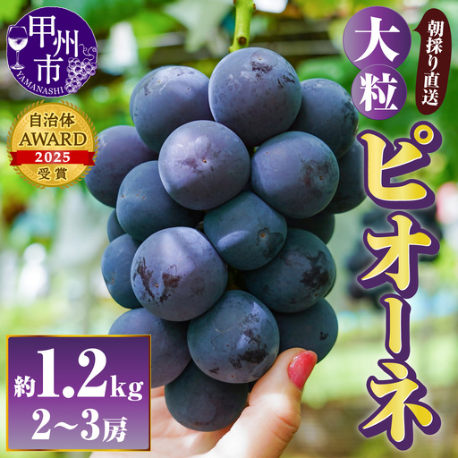 [朝採り直送]大粒ピオーネ(種無し)約1.2kg(2〜3房)[2026年発送](AF)B-451 ピオーネ フルーツ