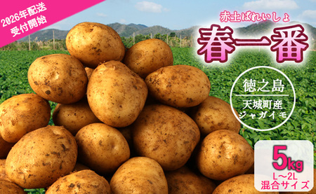 [先行受付] 徳之島 天城町産 赤土ばれいしょ 新じゃが 春一番 5kg L〜2L 混合サイズ ジャガイモ じゃがいも バレイショ