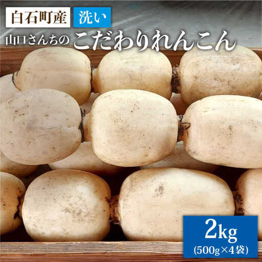 【2026年9月～発送】洗いれんこん 約2kg（500g×4袋）/ れんこん [IAS003]