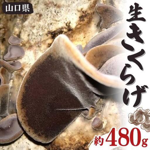 【6月～11月発送】生きくらげ 約480g きくらげ キクラゲ 木耳 料理 ご当地 グルメ 食品 F6L-656