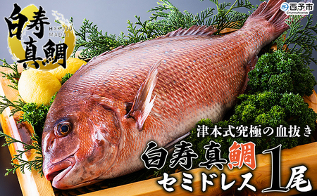 [津本式究極の血抜き 白寿真鯛 セミドレス 1尾(約1.5kg)] 鯛 タイ たい マダイ まだい 活〆 尾頭付き 養殖 特産品 魚 お祝い 内祝い ギフト 贈答 贈り物 赤坂水産 赤坂竜太郎 愛媛県 西予市[冷蔵]『1か月以内に順次出荷』MAS0001