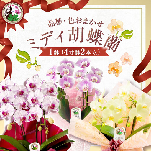 ミディ胡蝶蘭 4寸鉢 2本立 1鉢[品種や色の選択はおまかせ]