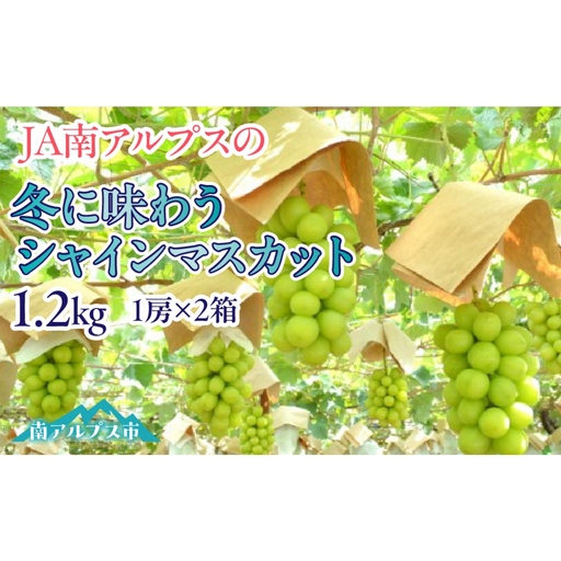＜2026年発送先行予約＞冬に味わうシャインマスカット1.2kg ALPAA040