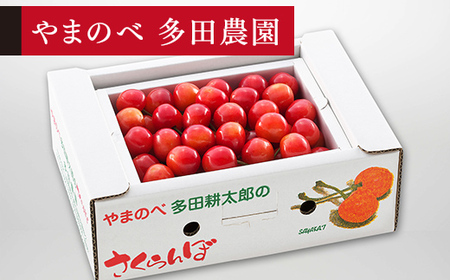 [先行予約]2027年産 山形県産 佐藤錦 バラ詰め(パック)500g やまのべ多田耕太郎のさくらんぼ サクランボ F20A-038
