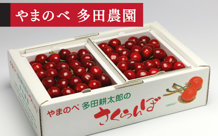 [先行予約]2027年産 山形県産 山形美人 L-2Lサイズ バラ詰め(パック)1kg やまのべ多田耕太郎のさくらんぼ サクランボ F20A-895