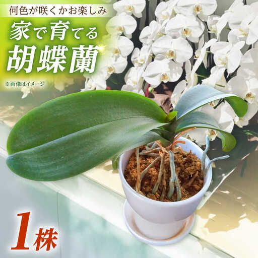 [家で育てる!]胡蝶蘭 苗1株 胡蝶蘭 洋蘭 苗 [BDAB001]