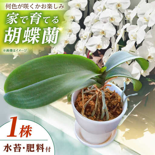 [家で育てる!]胡蝶蘭を育てようセット (苗、水コケ、肥料) 胡蝶蘭 洋蘭 苗 [BDAB003]