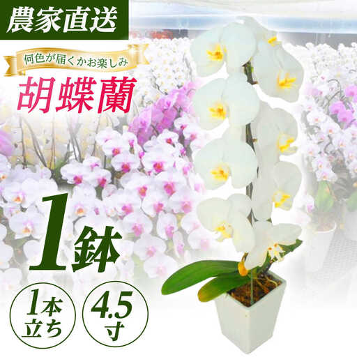 胡蝶蘭 1鉢[1本立ち4.5寸胡蝶蘭] [BDAB004]