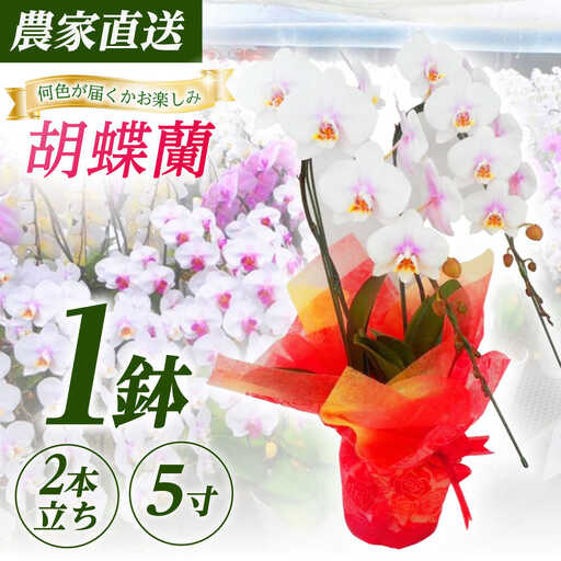 胡蝶蘭 1鉢【2本立ち5寸胡蝶蘭】  [BDAB005]