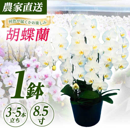 胡蝶蘭 1鉢【3~5本立ち8.5寸胡蝶蘭】 [BDAB012]