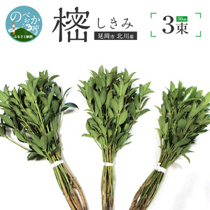 しきみ樒50cm