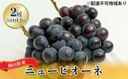 ぶどう 2026年 先行予約 ニュー ピオーネ 2房（合計約1.1kg） 岡山県産 ピオーネ