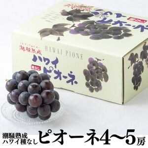 [期間限定]ピオーネ ぶどう 2kg 4房 5房 潮騒熟成 7月下旬〜8月下旬順次発送 種なし 鳥取県 湯梨浜町 果物 フルーツ 特産品 送料無料 人気 おすすめ JA 産地直送 先行予約 葡萄 ブドウ くだもの 甘い 濃厚 新鮮 摘みたて 進物 贈答 プレゼント 